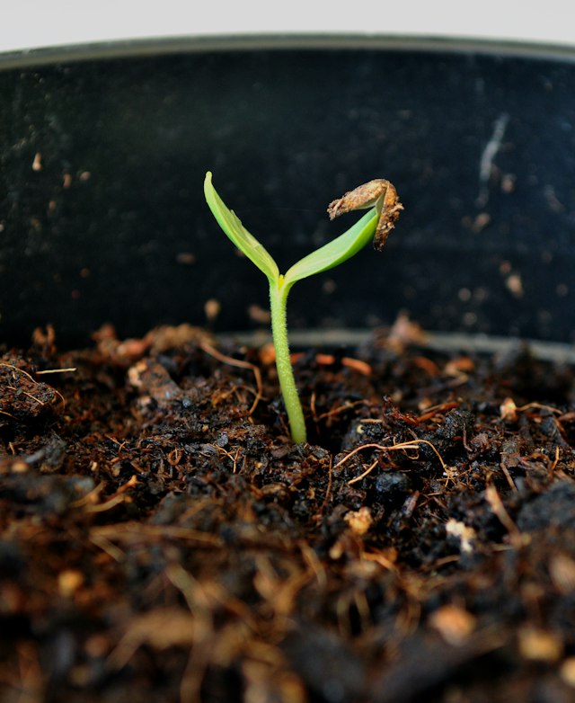 A cannabis sprout pushing up through the soil