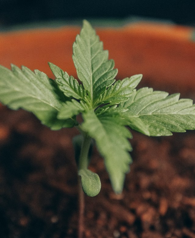 A young cannabis seedling with its first true leaves