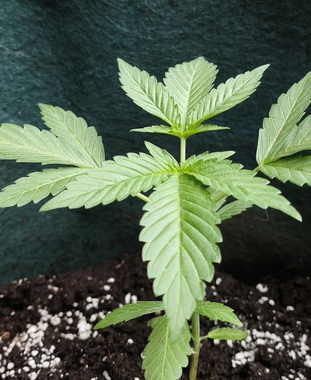 A leafy young cannabis plant in the vegetative stage