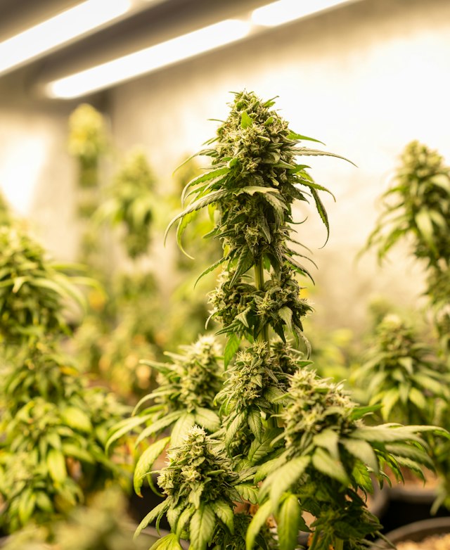 Cannabis plants in full flower under grow lights